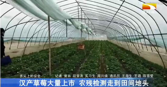 湖北龔上頻道報(bào)道：漢產(chǎn)草莓大量上市 上成生物農(nóng)殘檢測走到田間地頭